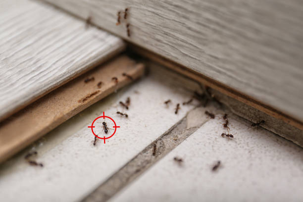 Best Pest Control Near Me  in Oakhurst, CA